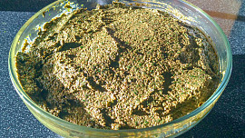 Bršlicové pesto